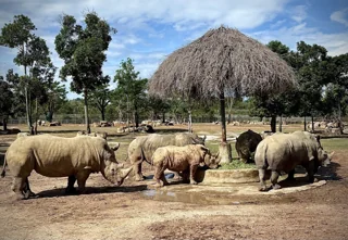 Rhinos at Vinpearl Safari Phú Quốc