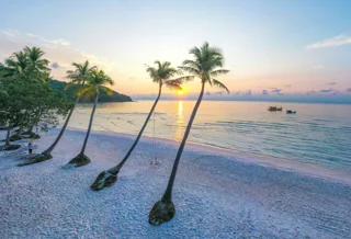 Palm trees and the Bãi Sao shoreline